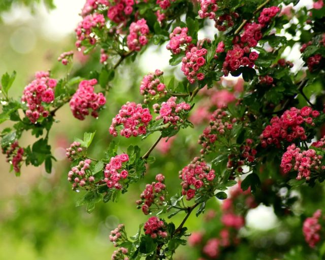 Боярышник средний «Пауль Скарлет» (’Paul’s Scarlet’)