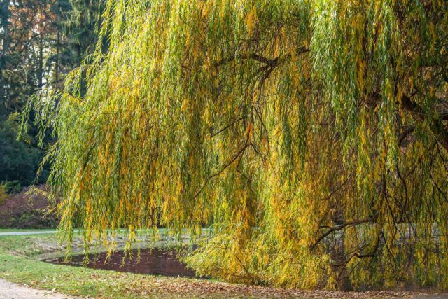 Ива белая, или ветла (salix alba)