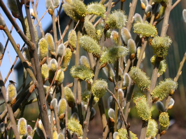 Ива козья «Мас» (Salix caprea ’Mas’)