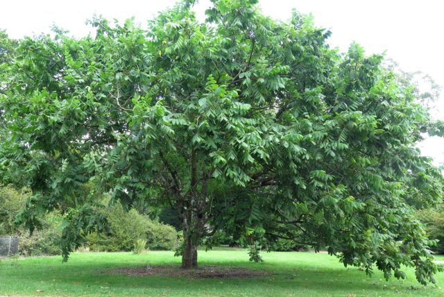 Орех маньчжурский (juglans mandshurica)