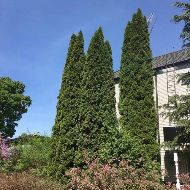 Туя западная «Фастигиата» ((Thuja occidentalis Fastigiata’)