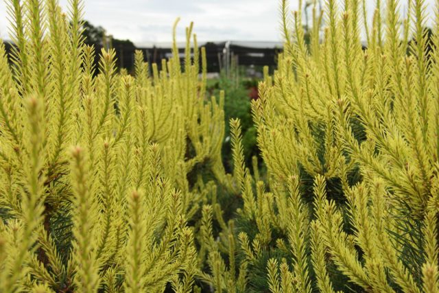 Сосна обыкновенная «Кэндллайт» (’Candlelight’)