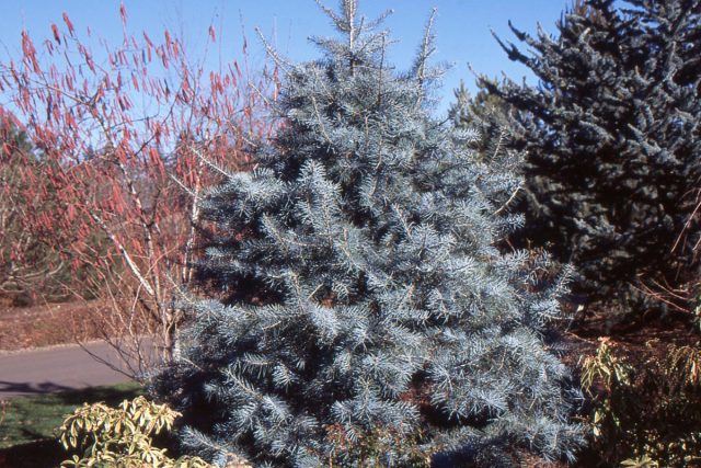 Пихта одноцветная (abies concolor)