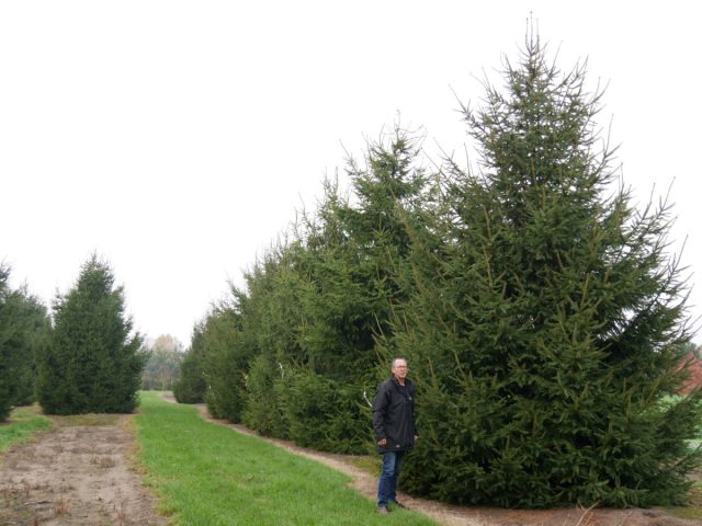 Ель обыкновенная, или европейская (picea abies)