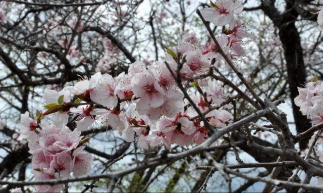 Абрикос маньчжурский (armeniaca mandshurica)