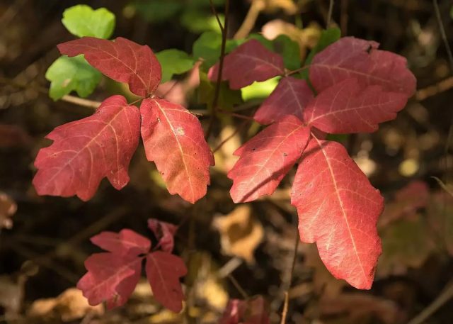 Ядовитый дуб (Toxicodendron diversilobum) Ядовитый дуб (Toxicodendron diversilobum)