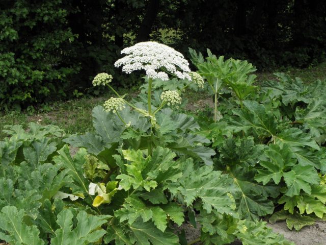 Ближайший родственник борщевика Сосновского – борщевик Мантегацци (Heracleum mantegazzianum), он же борщевик гигантский или геркулесова трава Ближайший родственник борщевика Сосновского – борщевик Мантегацци (Heracleum mantegazzianum), он же борщевик гигантский или геркулесова трава