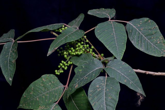 Плющ ядовитый (Toxicodendron radicans), или токсикодендрон укореняющийся Плющ ядовитый (Toxicodendron radicans), или токсикодендрон укореняющийся