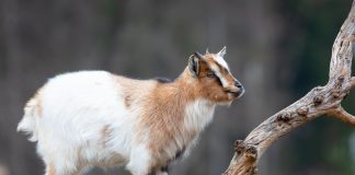 От пломбирного вкуса молока до выгорания козовода — плюсы и минусы карликовых коз