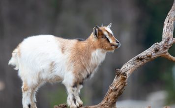 От пломбирного вкуса молока до выгорания козовода — плюсы и минусы карликовых коз От пломбирного вкуса молока до выгорания козовода — плюсы и минусы карликовых коз