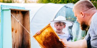 Пчеловодство для начинающих: 5 первых шагов - Насекомые Пчеловодство для начинающих: 5 первых шагов