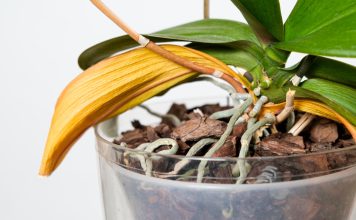 Почему орхидея увядает: 6 частых причин гибели растения Почему орхидея увядает: 6 частых причин гибели растения