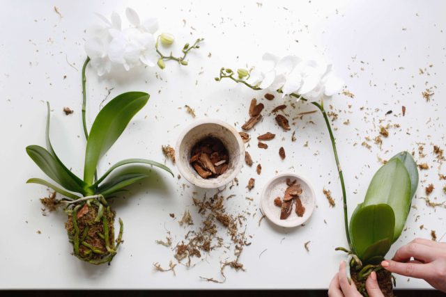 Пересадка орхидей может вызвать стресс, особенно если их корни повреждены или происходит резкая смена освещения и температуры