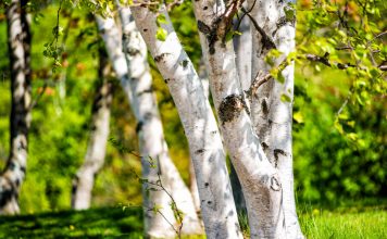 Популярные деревья, которые способны уничтожить ваш сад Популярные деревья, которые способны уничтожить ваш сад