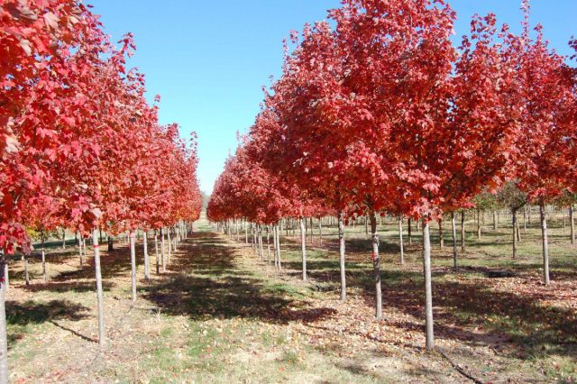 Красный клен (Acer rubrum) способен выживать на различных типах почв в разных условиях