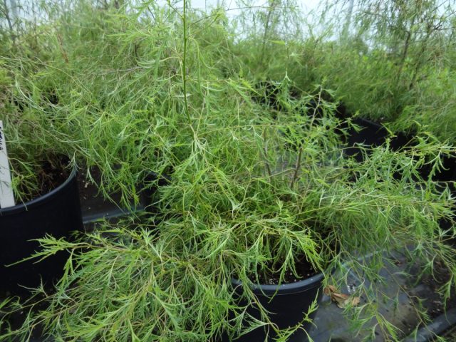 Низкорослая береза «Тростс Дварф» (Betula ’Trost’s Dwarf’) обладает ажурной, воздушной кроной Низкорослая береза «Тростс Дварф» (Betula ’Trost’s Dwarf’) обладает ажурной, воздушной кроной