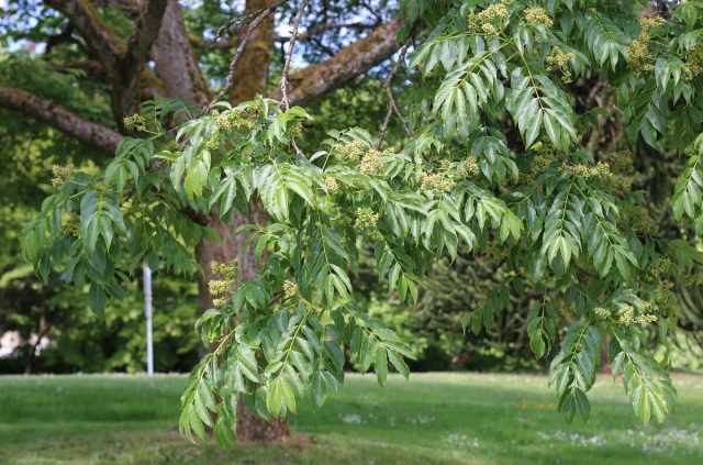 Если вам нужно крупное дерево с перистой зеленой листвой, поищите амурский бархат