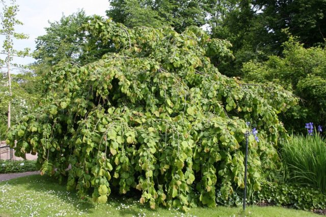 Плакучие формы лещины, например, «Пендула» (Corylus avellana 'Pendula') — отличная альтернатива плакучей иве Плакучие формы лещины, например, «Пендула» (Corylus avellana 'Pendula') — отличная альтернатива плакучей иве