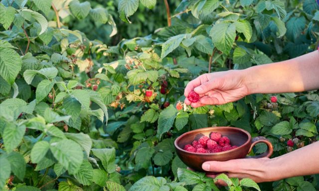 В зоне вкусов высаживают плодово-ягодные кустарники и низкорослые формы плодовых деревьев В зоне вкусов высаживают плодово-ягодные кустарники и низкорослые формы плодовых деревьев