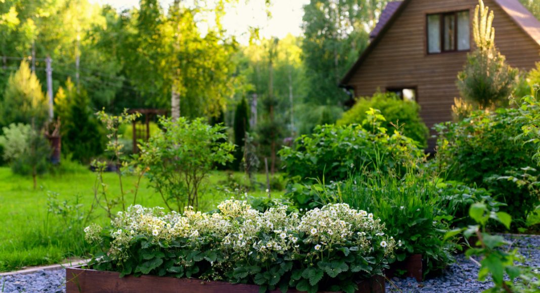 С чего начать сад мечты — советы ландшафтного дизайнера С чего начать сад мечты — советы ландшафтного дизайнера