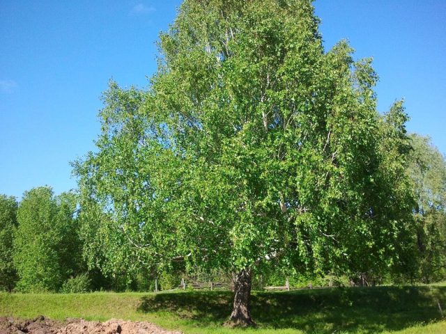 Береза пушистая - маркер тяжелых и влажных кислых глинистых почв