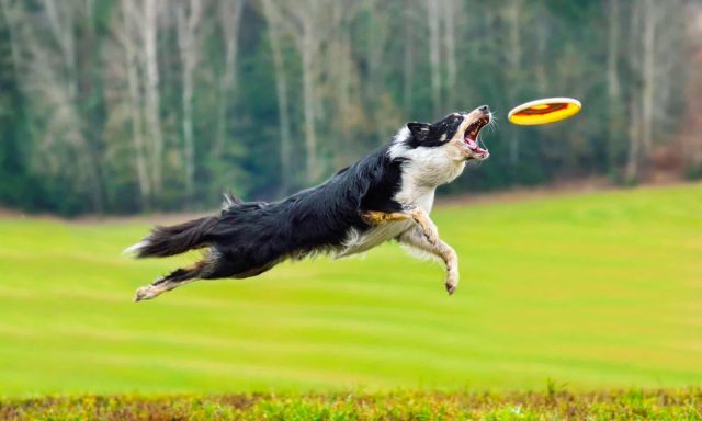 Летающая тарелка - отличный вариант для активной собаки, если у вас есть возможность выгуливать её на большой открытой территории