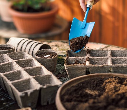 Секрет прекрасной рассады: как подобрать качественный и питательный грунт