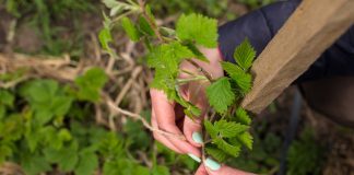 Шпалера для малины и ежевики своими руками — 5 вариантов опор