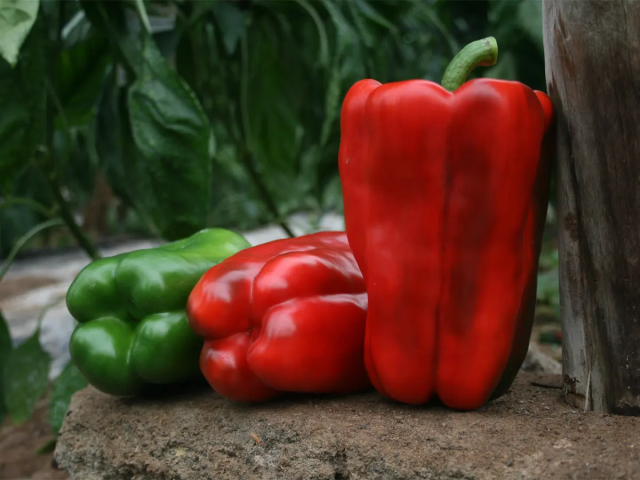 Высокий красавец «Плейбой» отличается крупными плодами и отменным вкусом Высокий красавец «Плейбой» отличается крупными плодами и отменным вкусом