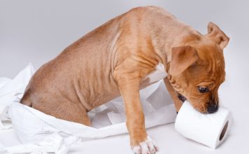 Стыдный вопрос: почему собаки едят экскременты и как от этого отучить Стыдный вопрос: почему собаки едят экскременты и как от этого отучить