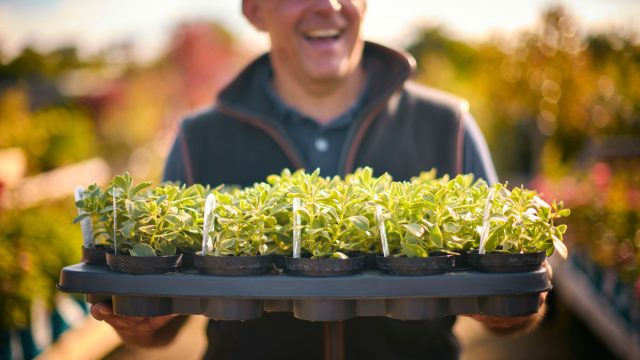 Мой результат: Рассадовод-любитель Мой результат: Рассадовод-любитель