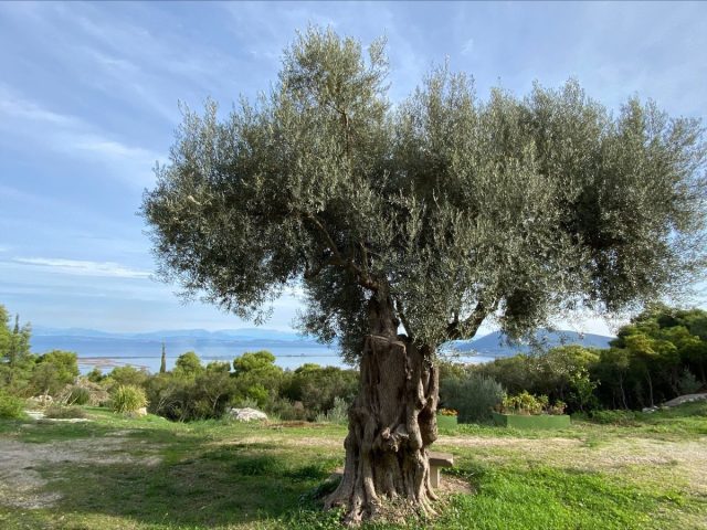 Рожденные под покровительством оливкового дерева обладают собственными твердыми взглядами, но не вмешивающиеся в чужие дела