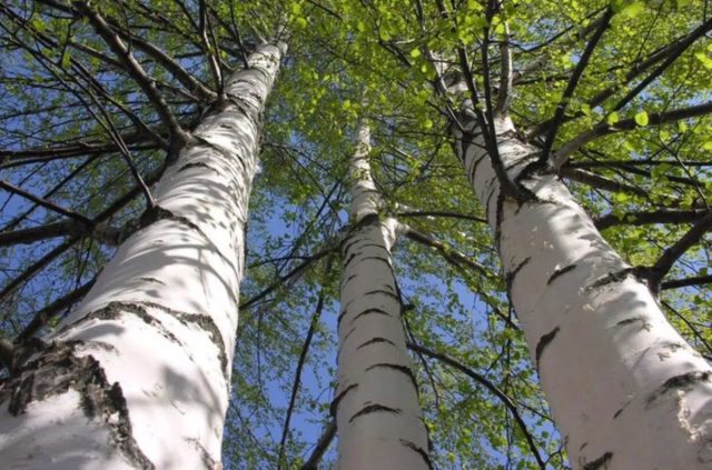 «Белая береза» для нас - неотъемлемая составляющая не только привычного пейзажа, но культурного кода