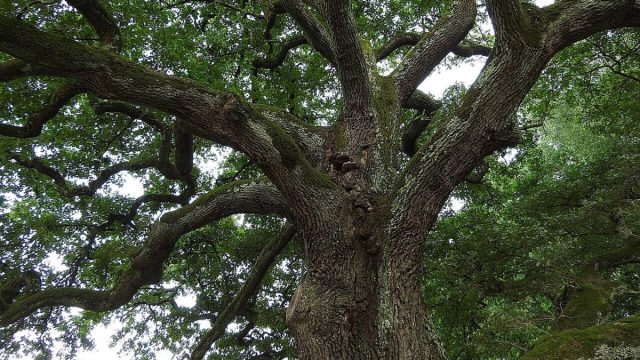 Само слово «дуб» происходит от древнеславянского «дъбъ», означавшего сильный или твердый