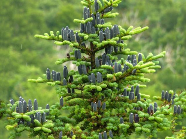 Рожденные под покровительством пихты обладают научными наклонностями, и способны решать самые сложные задачи