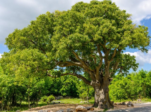 Люди под покровительством каркаса южного импульсивны, прямолинейны, стремительны и всегда стремятся быть в центре внимания