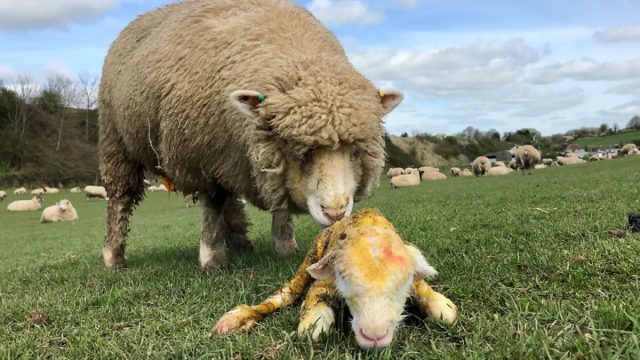 Ягнёнка лучше поднести ближе к голове овцы, чтобы она как можно быстрее начала его облизывать