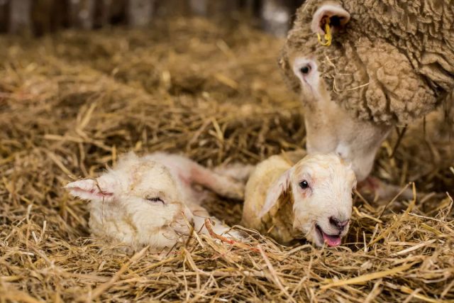 Ягнята не должны всё время спать и быть слишком вялыми