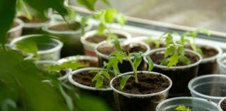 Вторая жизнь пластикового стаканчика, или Огород на кухне