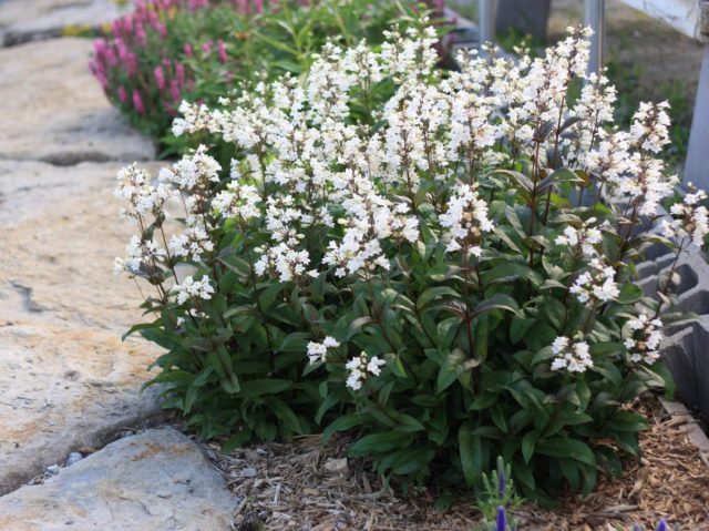 Пенстемон наперстянковый "Хаскер Ред" (Penstemon digitalis ‘Husker Red’) Пенстемон наперстянковый "Хаскер Ред" (Penstemon digitalis ‘Husker Red’)