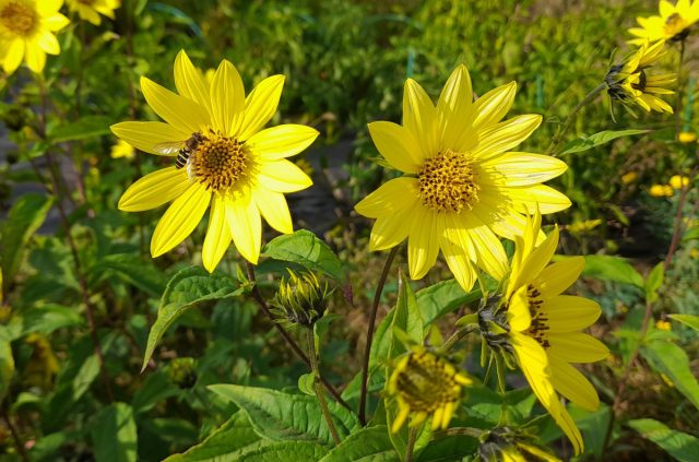 Гелиопсис подсолнечниковидный «Лемон Квин» (Helianthus microcephalus ‘Lemon Queen’) Гелиопсис подсолнечниковидный «Лемон Квин» (Helianthus microcephalus ‘Lemon Queen’)