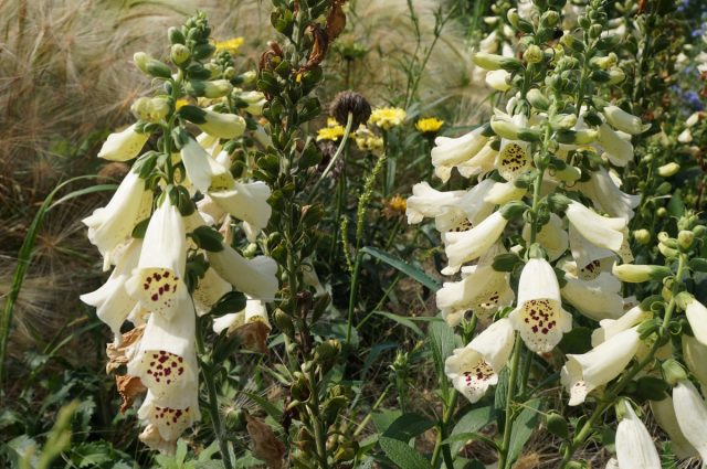 Наперстянка пурпурная «Дотти Крим» (Digitalis purpurea ’Dottie Сream’) Наперстянка пурпурная «Дотти Крим» (Digitalis purpurea ’Dottie Сream’)