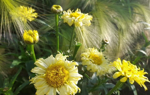 Нивяник "Голдсмит" (Leucanthemum ‘Goldsmith’) Нивяник "Голдсмит" (Leucanthemum ‘Goldsmith’)
