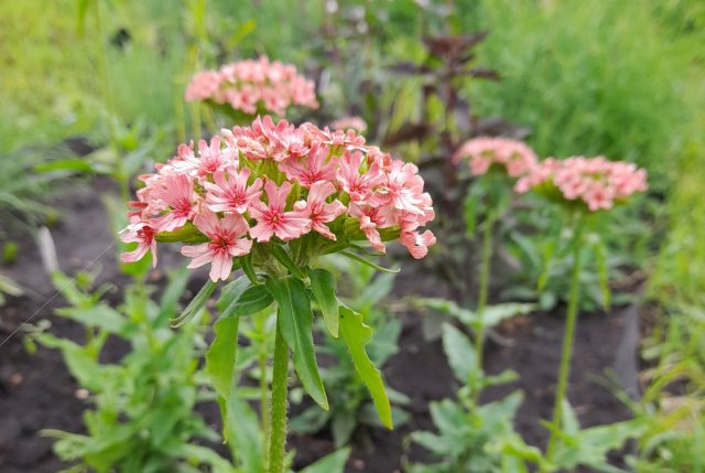Лихнис халцедонский «Априкот» (Lychnis chalcedonica ’Apricot’) Лихнис халцедонский «Априкот» (Lychnis chalcedonica ’Apricot’)