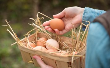 6 причин тонкой и мягкой скорлупы у яиц домашней птицы 6 причин тонкой и мягкой скорлупы у яиц домашней птицы