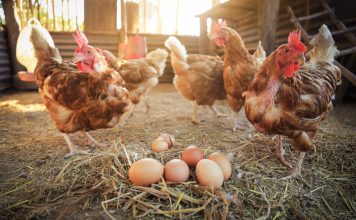 9 причин каннибализма и расклева яиц у куриц — как вылечить и не допустить повторения 9 причин каннибализма и расклева яиц у куриц — как вылечить и не допустить повторения