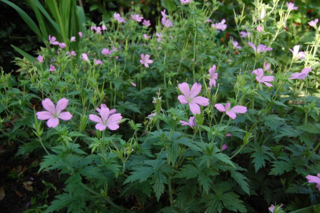 Герань Эндриса, или французская герань «Варгрейв Пинк» (Geranium endressii ’Wargrave Pink’) Герань Эндриса, или французская герань «Варгрейв Пинк» (Geranium endressii ’Wargrave Pink’)