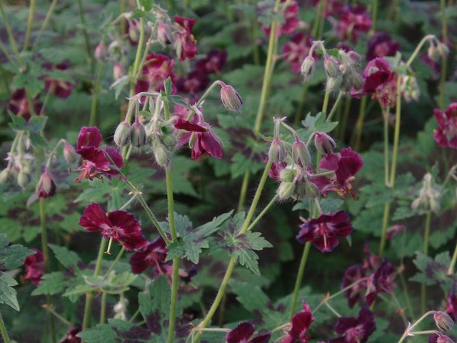Герань темная «Самобор» (Geranium phaeum var. phaeum ’Samobor’) Герань темная «Самобор» (Geranium phaeum var. phaeum ’Samobor’)