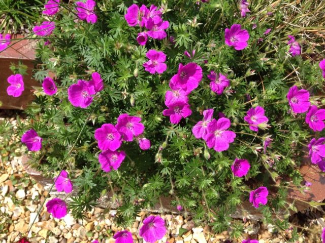 Герань кроваво-красная (Geranium sanguineum) Герань кроваво-красная (Geranium sanguineum)