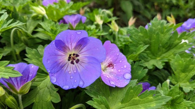 Герань гибридная «Джонсонс Блю» (’Johnson’s Blue’) Герань гибридная «Джонсонс Блю» (’Johnson’s Blue’)